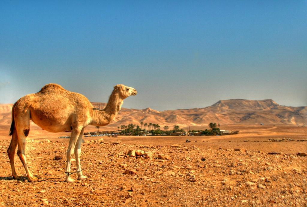 Kfar Hanokdim Arad Esterno foto